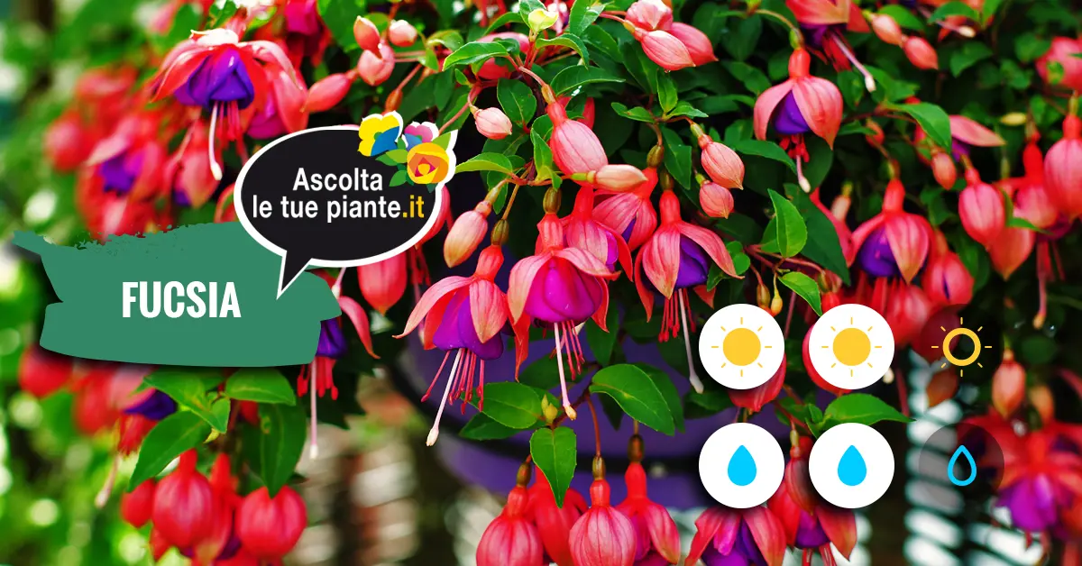 Fiori Fucsie: la guida completa alla coltivazione e cura - Quante volte va innaffiata la fucsia fiori fucsie - Quante volte va innaffiata la fucsia