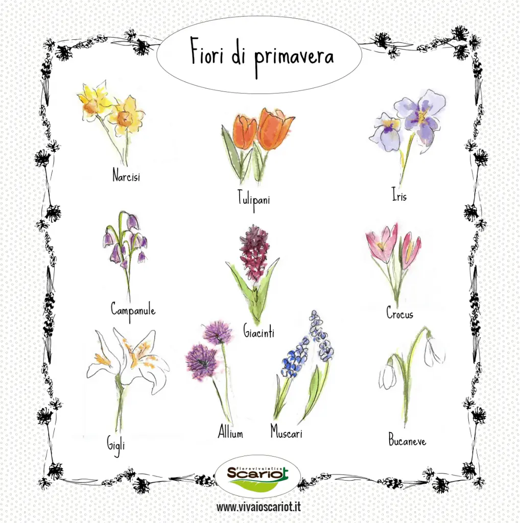 Fiori Tipi: Una guida completa ai diversi tipi di fiori - Quanti tipi di fiore esistono fiori tipi - Quanti tipi di fiore esistono