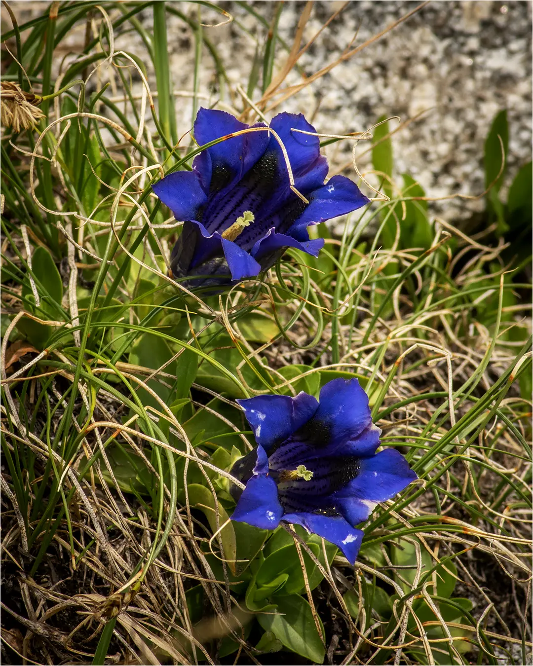 Le genziane fiori: il fiore simbolo delle Alpi - Quanti tipi di genziana ci sono genziane fiori - Quanti tipi di genziana ci sono