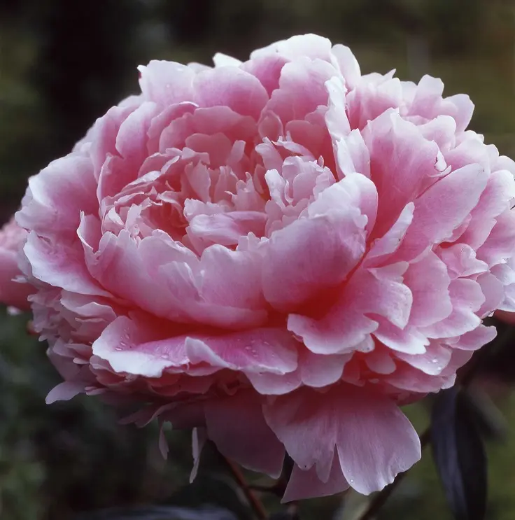 Fiori Peonie: Una Bellezza Incomparabile per il tuo Giardino - Quanto costa le peonie fiori peonie - Quanto costa le peonie
