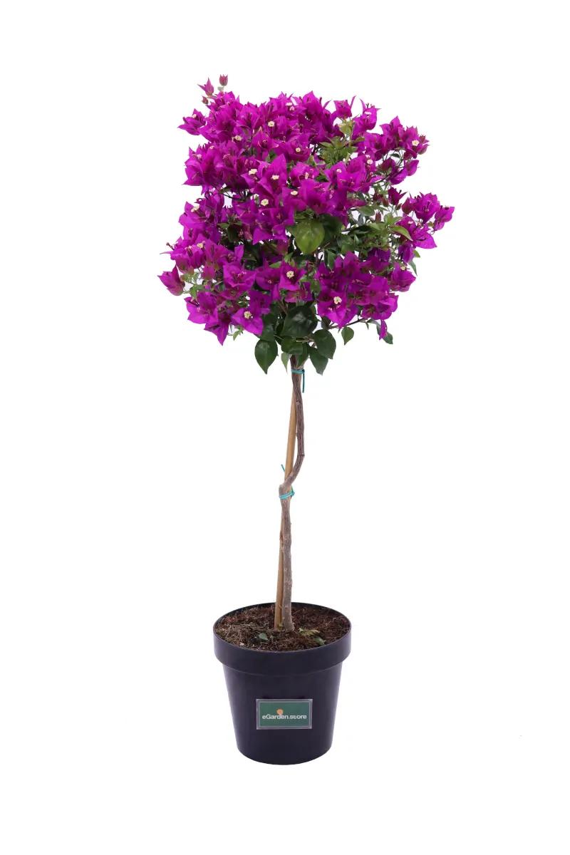 alberello fiori viola - Quanto costa un albero di Jacaranda