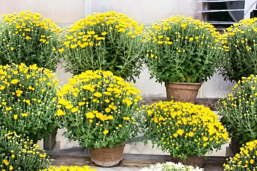 crisantemo fiore - Quanto dura il crisantemo in vaso