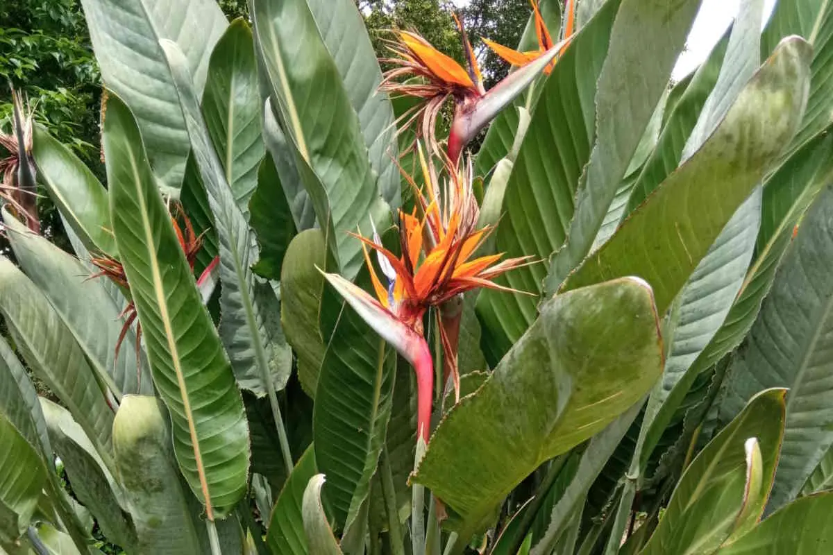 strelitzia nicolai fiori - Quanto dura il fiore della Sterlizia