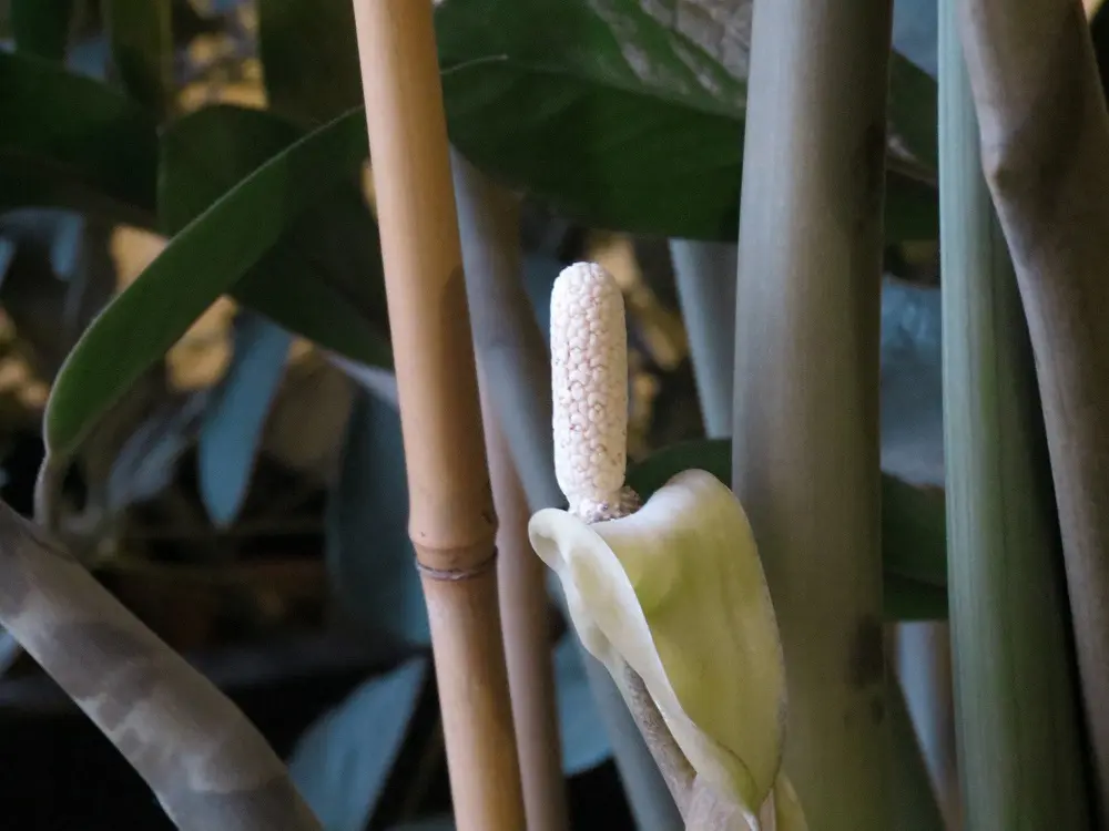 Zamioculcas Fiore: la pianta ornamentale dalla bellezza unica - Quanto dura il fiore della Zamioculcas zamioculcas fiore - Quanto dura il fiore della Zamioculcas
