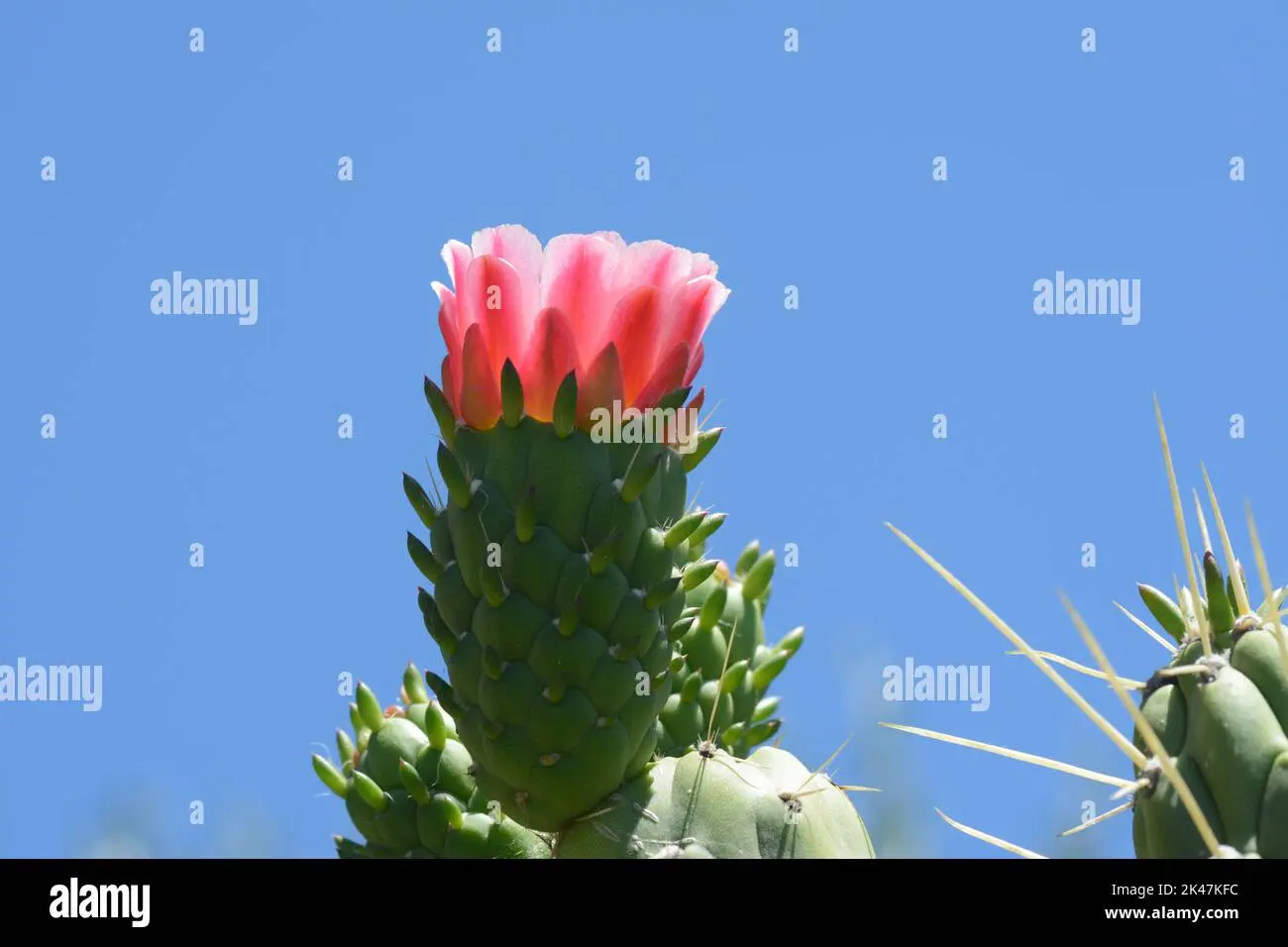 cactus fiore - Quanto dura il fiore di un cactus