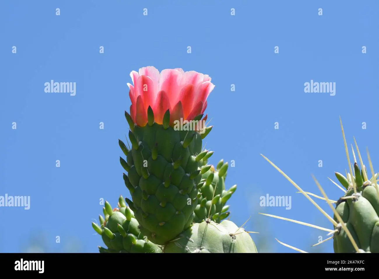 Cactus Fiore: La fioritura delle piante grasse - Quanto dura il fiore di un cactus cactus fiore - Quanto dura il fiore di un cactus
