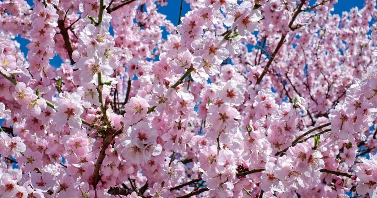 Ciliegi in Fiore: Un Spettacolo Naturale da Ammirare in Italia - Quanto dura la fioritura ciliegi ciliegi in fiore - Quanto dura la fioritura ciliegi