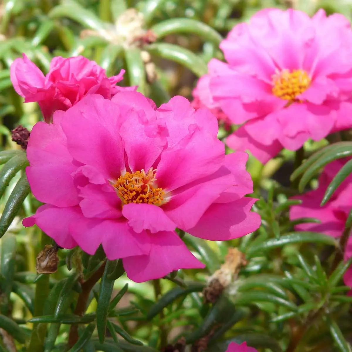 Portulaca fiori: fioritura scenografica e resistente