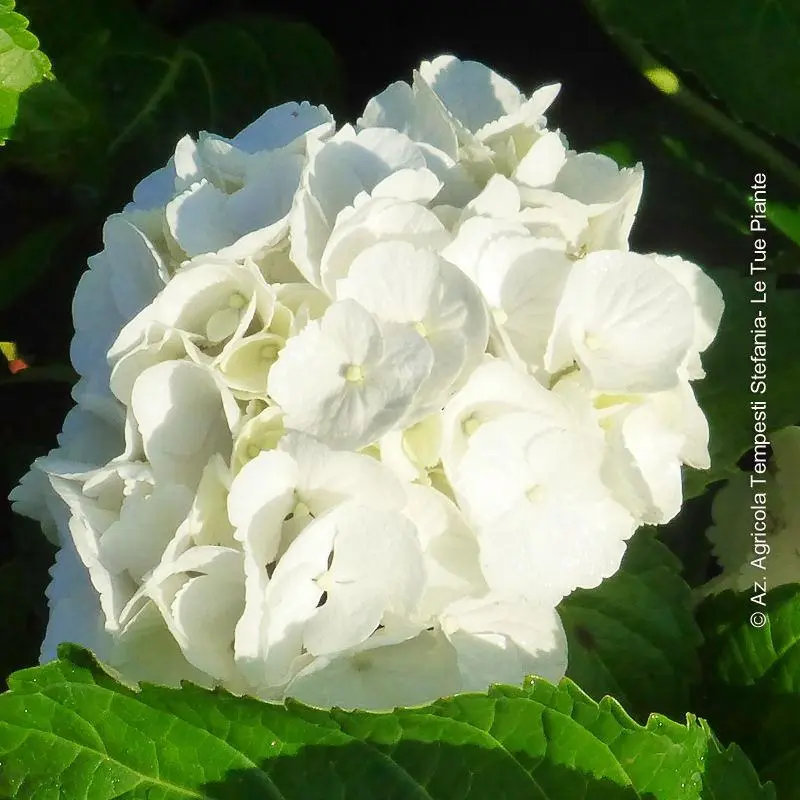 Il significato dei fiori di ortensia - Quanto dura la fioritura delle ortensie fiore ortensia - Quanto dura la fioritura delle ortensie