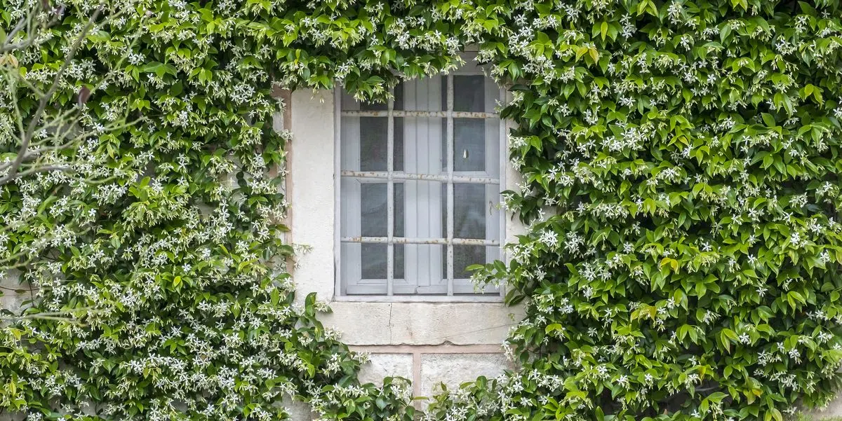 Fiori Gelsomini: una guida completa alla coltivazione e cura - Quanto dura la fioritura di gelsomino fiori gelsomini - Quanto dura la fioritura di gelsomino