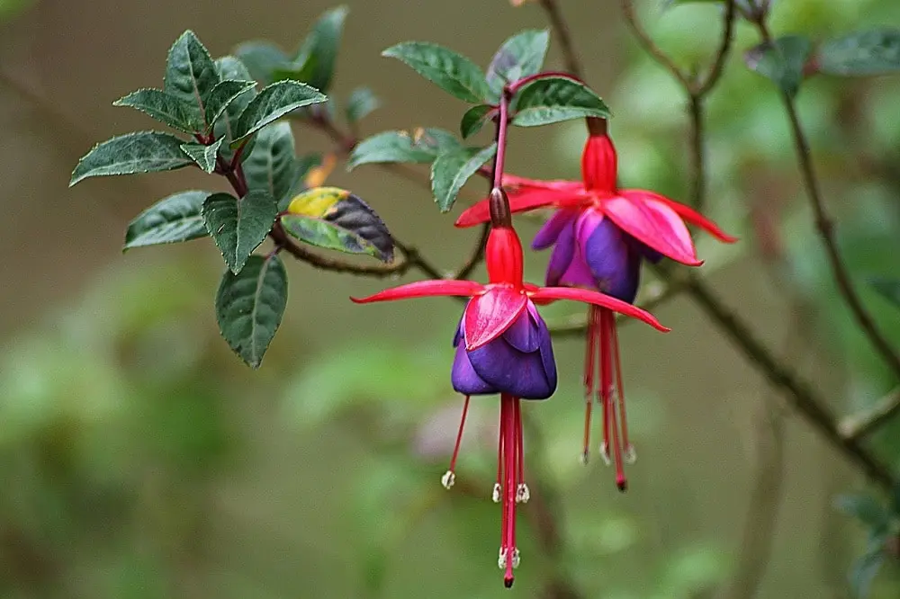 Fiori Fucsie: la guida completa alla coltivazione e cura - Quanto dura la pianta fucsia fiori fucsie - Quanto dura la pianta fucsia