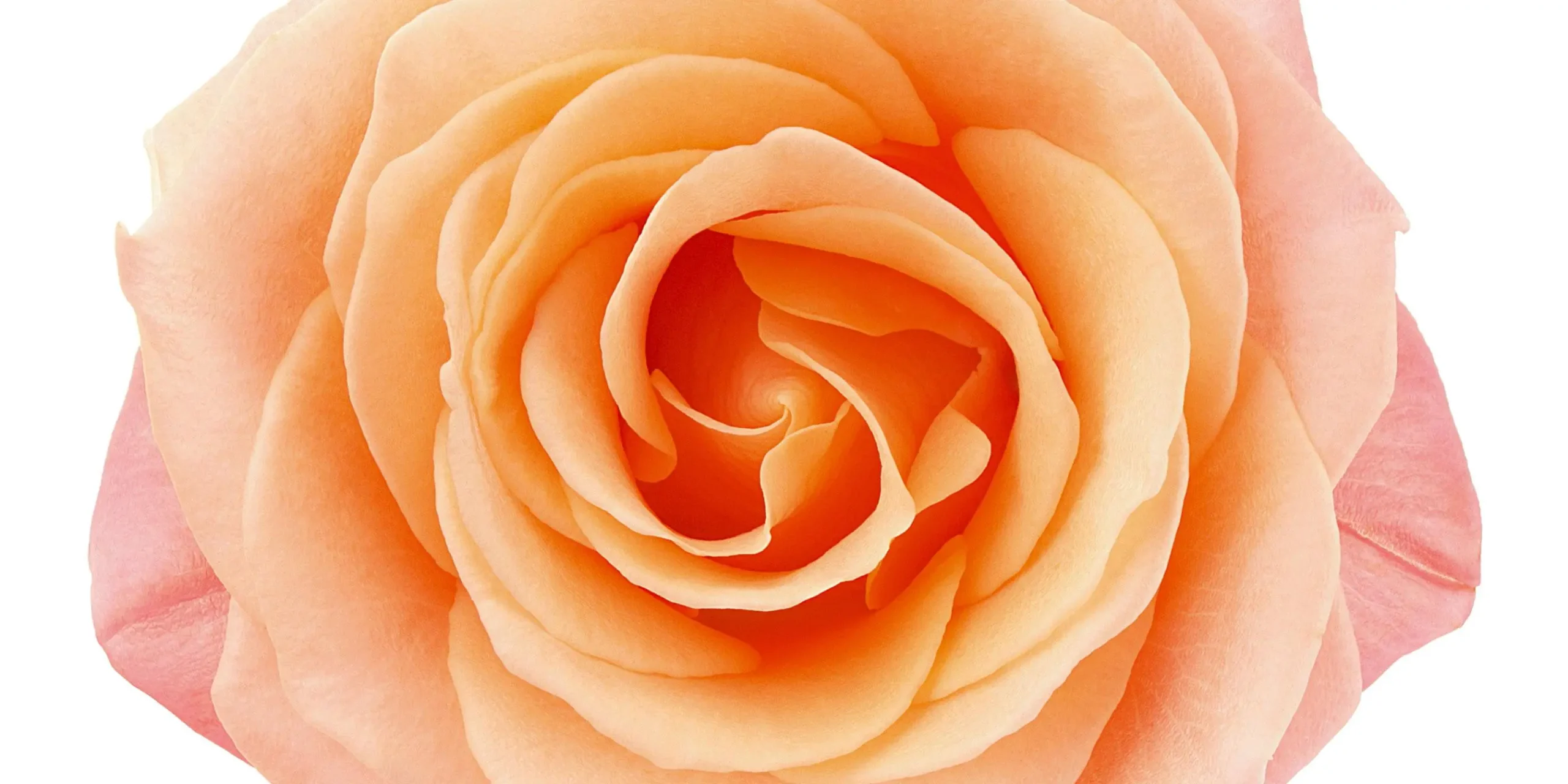 Che vuol dire fiori stabilizzati - Quanto dura un fiore stabilizzato fiori stabilizzati - Quanto dura un fiore stabilizzato