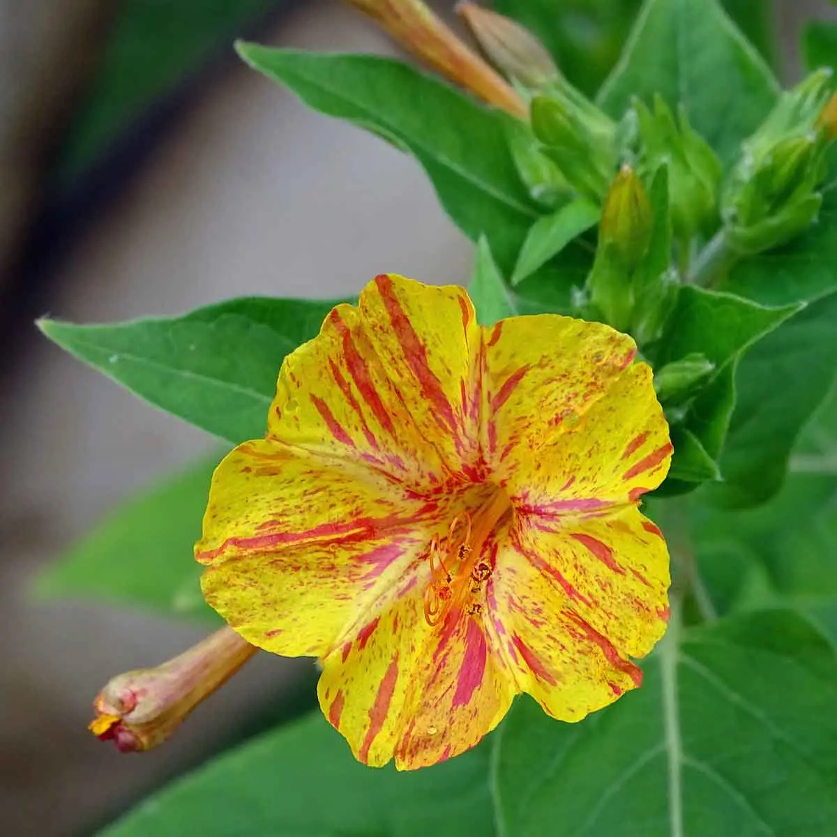 Bella di Notte Fiore: Il Fiore Notturno dal Fascino Meraviglioso - Quanto durano i fiori della bella di notte bella di notte fiore - Quanto durano i fiori della bella di notte
