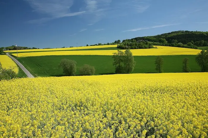 Fiori di Colza: il simbolo della primavera e l'importanza della coltivazione di questa pianta - Quanto durano i fiori di colza fiori di colza - Quanto durano i fiori di colza