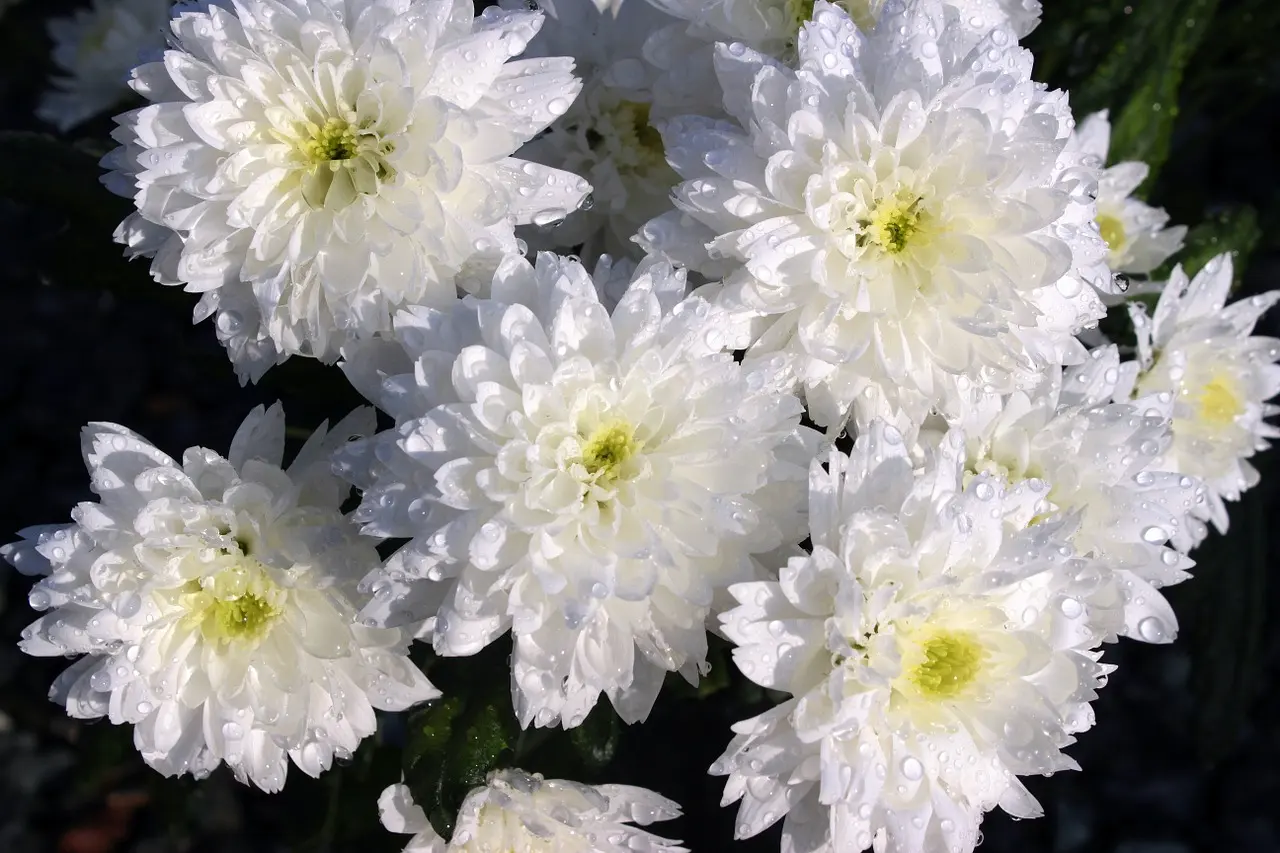 Fiori finti per il cimitero che non sbiadiscono al sole - Quanto durano i fiori recisi al cimitero fiori finti cimitero che non sbiadiscono al sole - Quanto durano i fiori recisi al cimitero