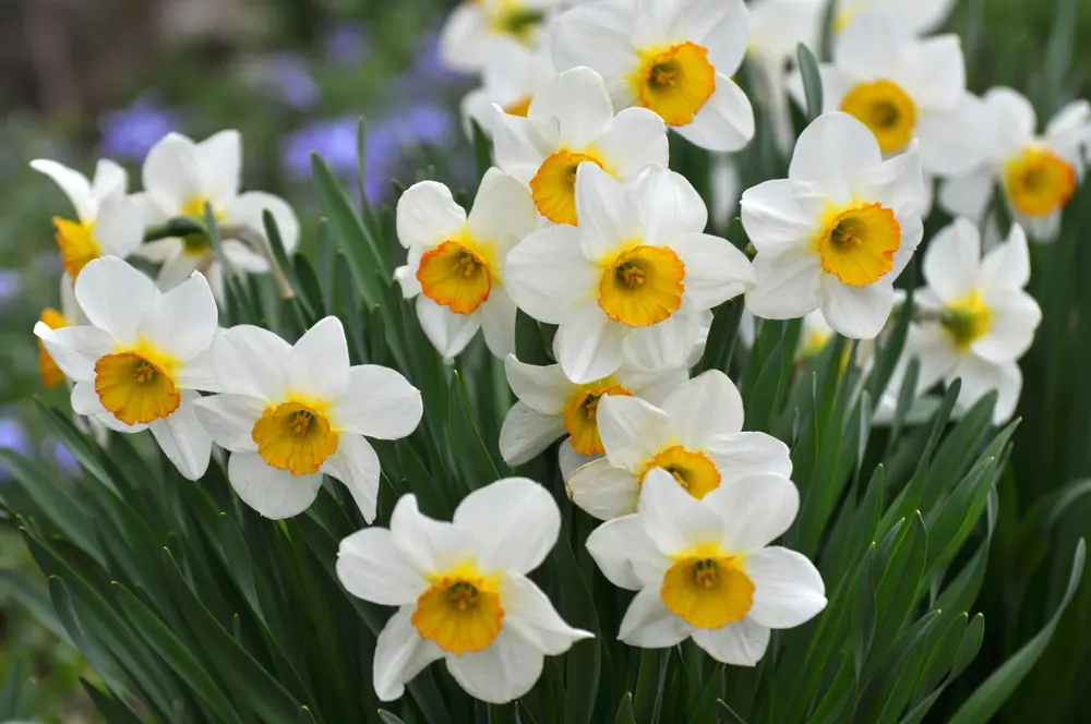 Narciso Fiori: Durata e Cura delle Piante - Quanto durano i narcisi narciso fiori - Quanto durano i narcisi