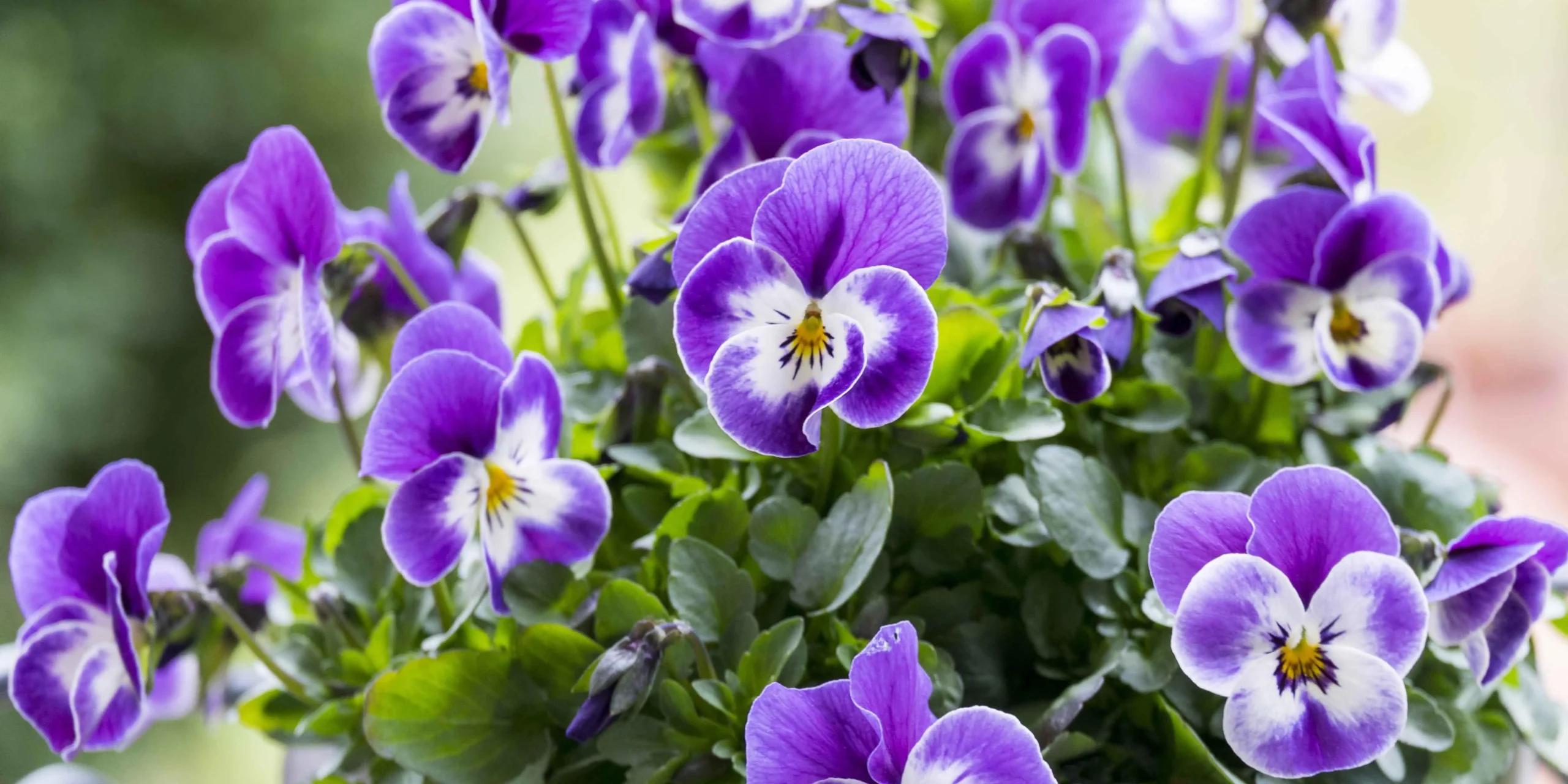 Viole Fiore: Durata e Cura delle Viole Ricadenti Cool Wave - Quanto durano le viole viole fiore - Quanto durano le viole