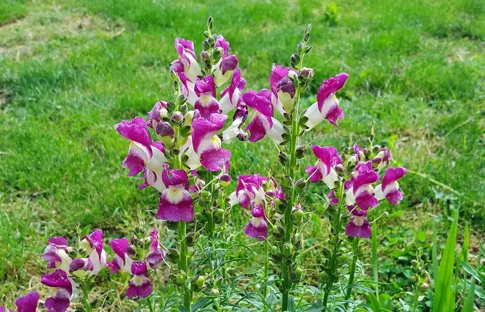 Bocca di Leone Fiore: Un'aggiunta sorprendente al tuo giardino - Quanto innaffiare bocca di leone bocca di leone fiore - Quanto innaffiare bocca di leone