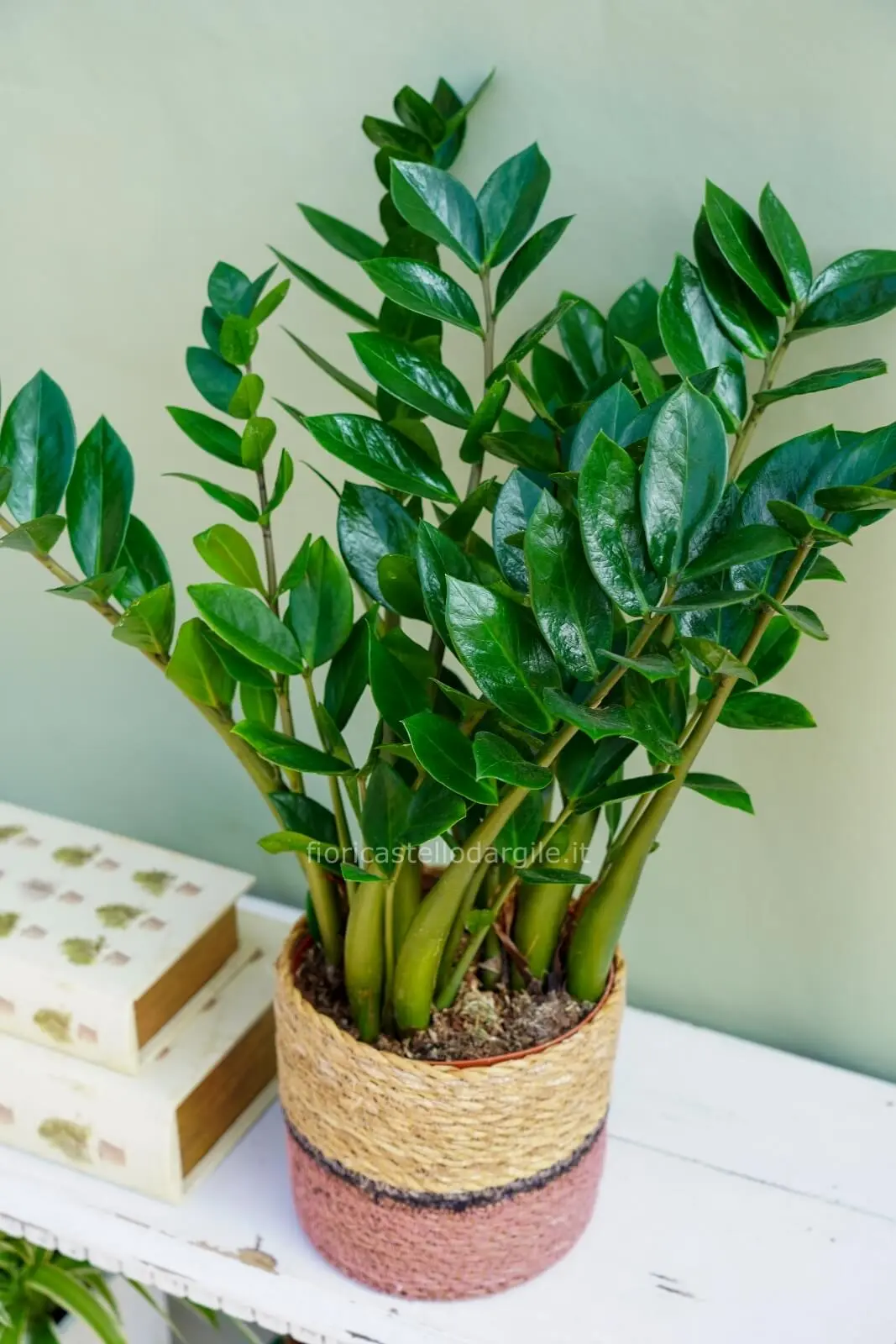 Zamioculcas Fiori: La Pianta Perfetta per la Tua Casa - Quanto si annaffia la Zamioculcas zamioculcas fiori - Quanto si annaffia la Zamioculcas