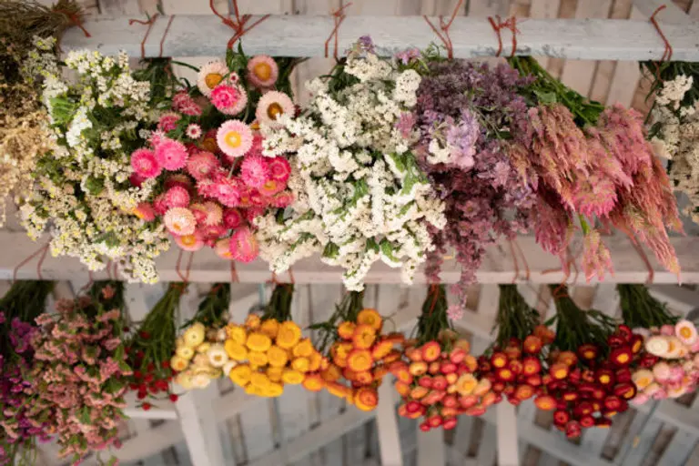 Fiori Secchi: Come essiccare e riciclare i fiori - Quanto tempo ci vuole per far essiccare i fiori fiori secchi - Quanto tempo ci vuole per far essiccare i fiori