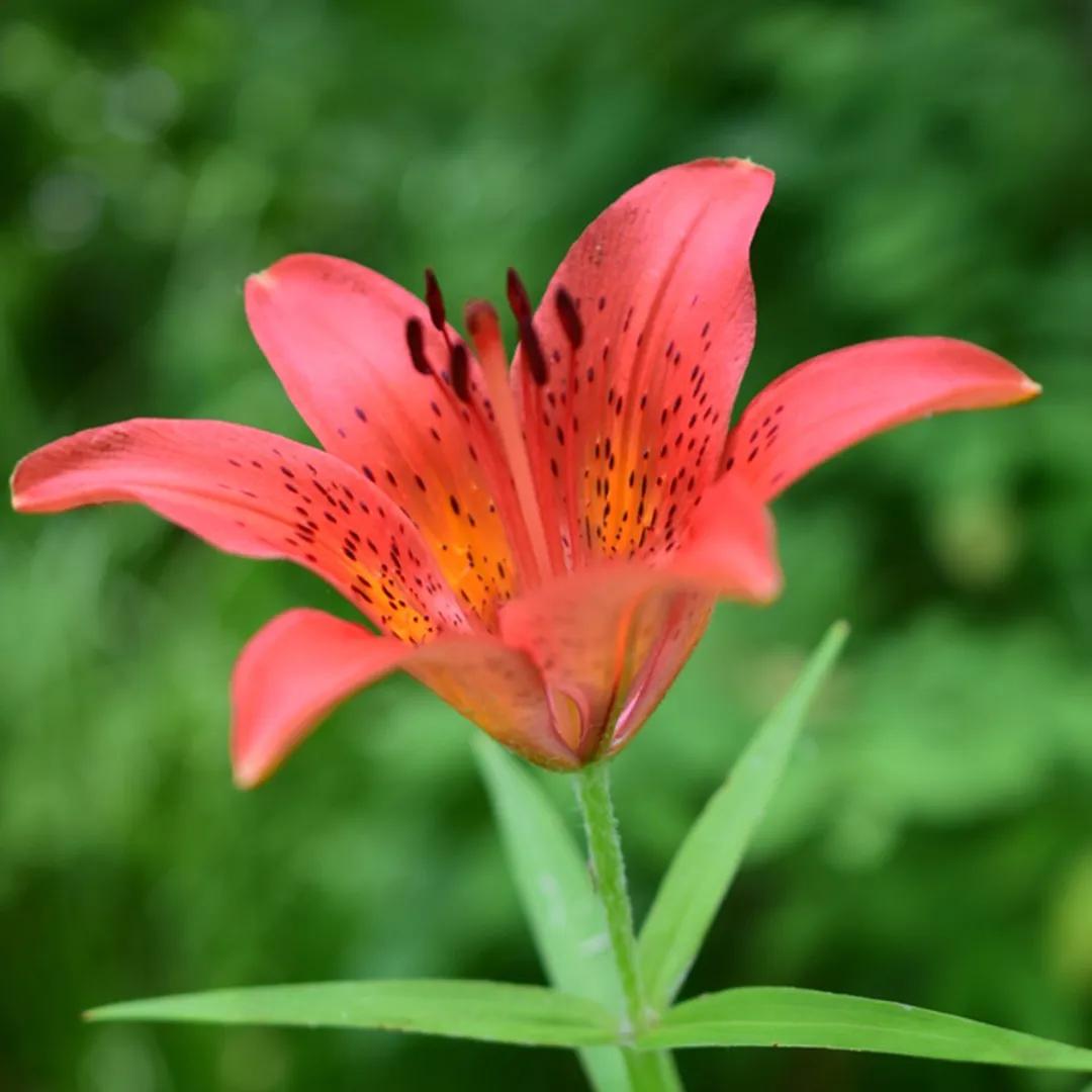 Lilium fiore: freschezza e colore per ogni ambiente