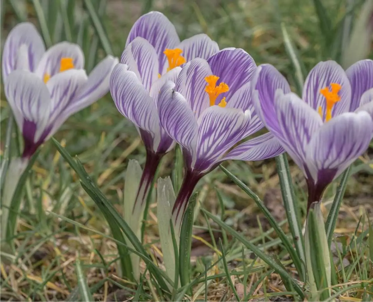 Zafferano in fiore: un tesoro profumato e colorato - Quanto zafferano si ricava da un fiore zafferano in fiore - Quanto zafferano si ricava da un fiore