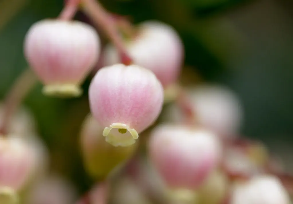 corbezzolo fiore - A cosa fa bene il frutto del corbezzolo