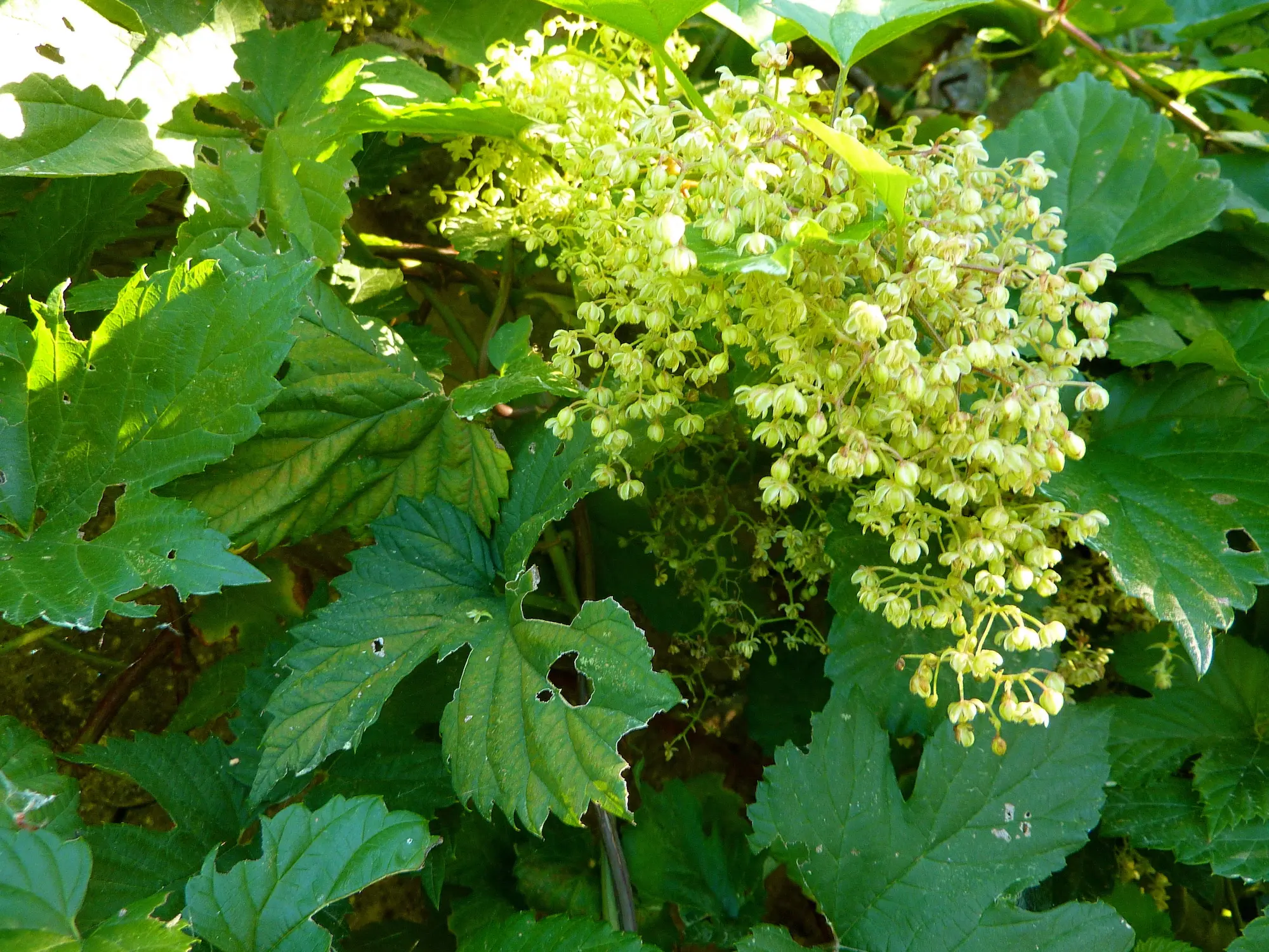 Fiori di Luppolo: Proprietà, benefici e controindicazioni - A cosa fa bene il luppolo fiori di luppolo - A cosa fa bene il luppolo