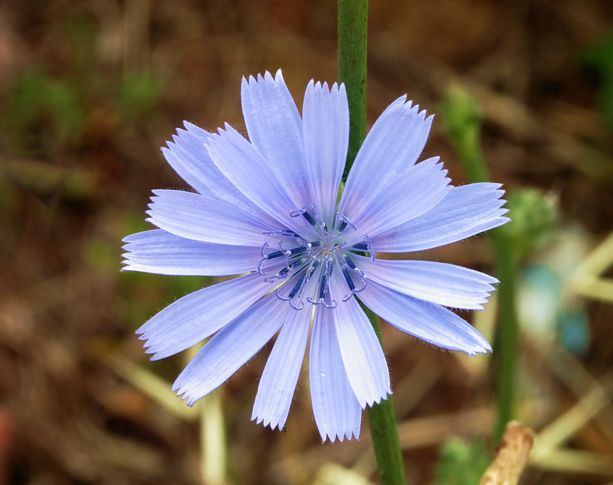 fiori di cicoria - A cosa fa bene la tisana di cicoria