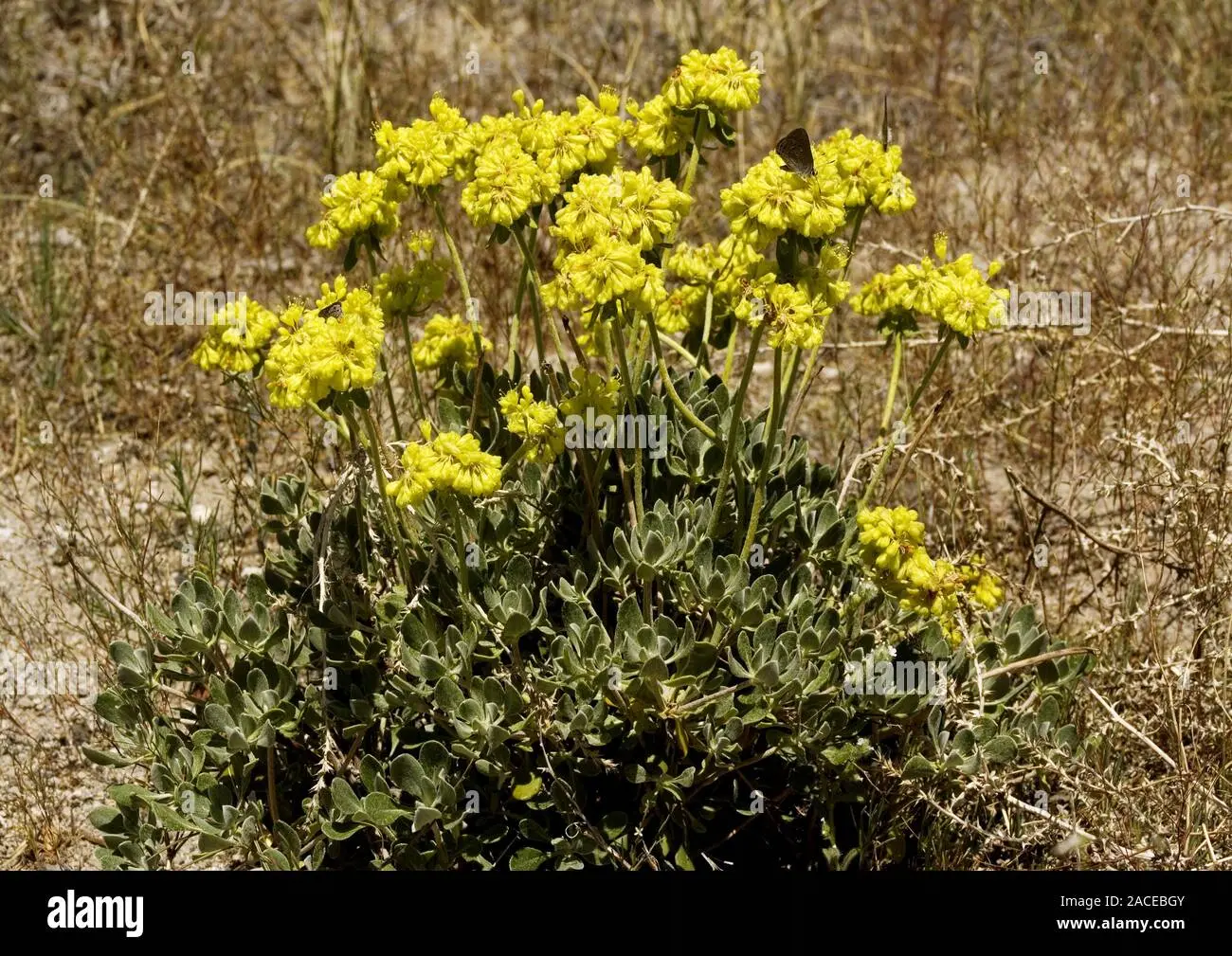 Fiore di zolfo: un minerale essenziale per la salute e la bellezza - A cosa fa bene lo zolfo fiore di zolfo - A cosa fa bene lo zolfo