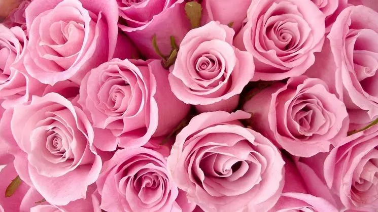 Fiori di Rosa: Benefici e Utilizzi - A cosa fanno bene i petali di rosa fiori di rosa - A cosa fanno bene i petali di rosa