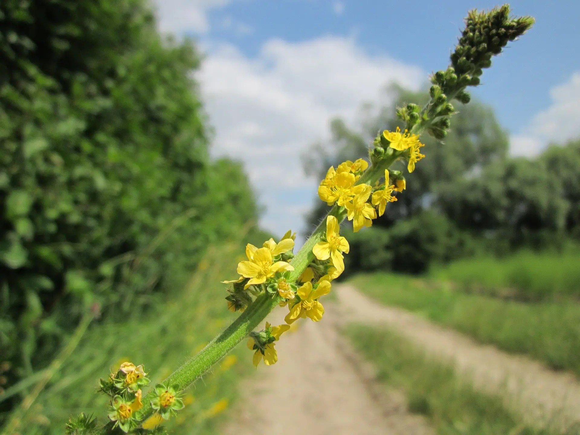 Agrimony Fiori per l'anima: Un rimedio naturale per l'equilibrio emotivo - A cosa serve agrimony agrimony fiori per l'anima - A cosa serve agrimony