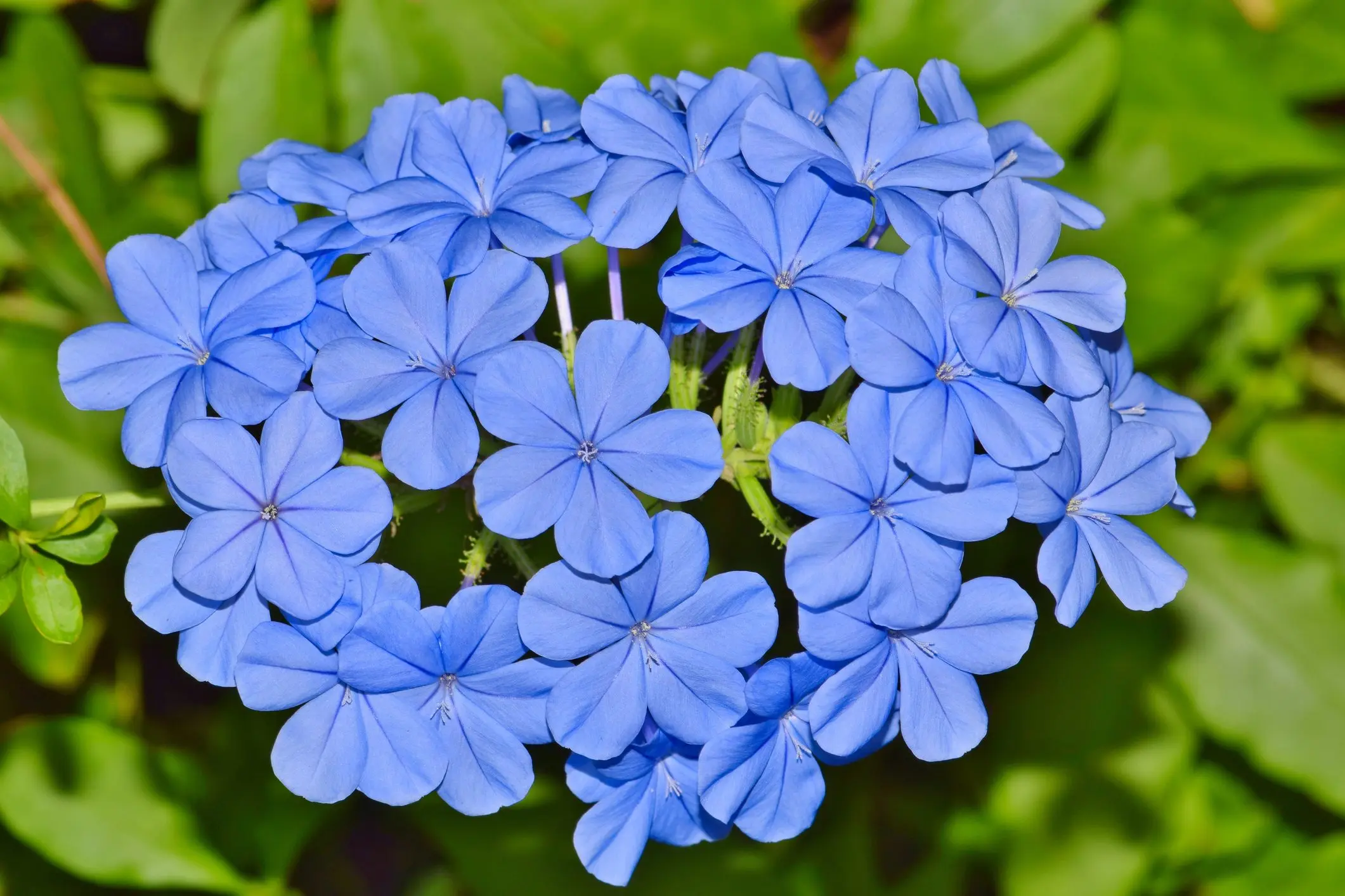 cerato fiore di bach - A cosa serve Cerato