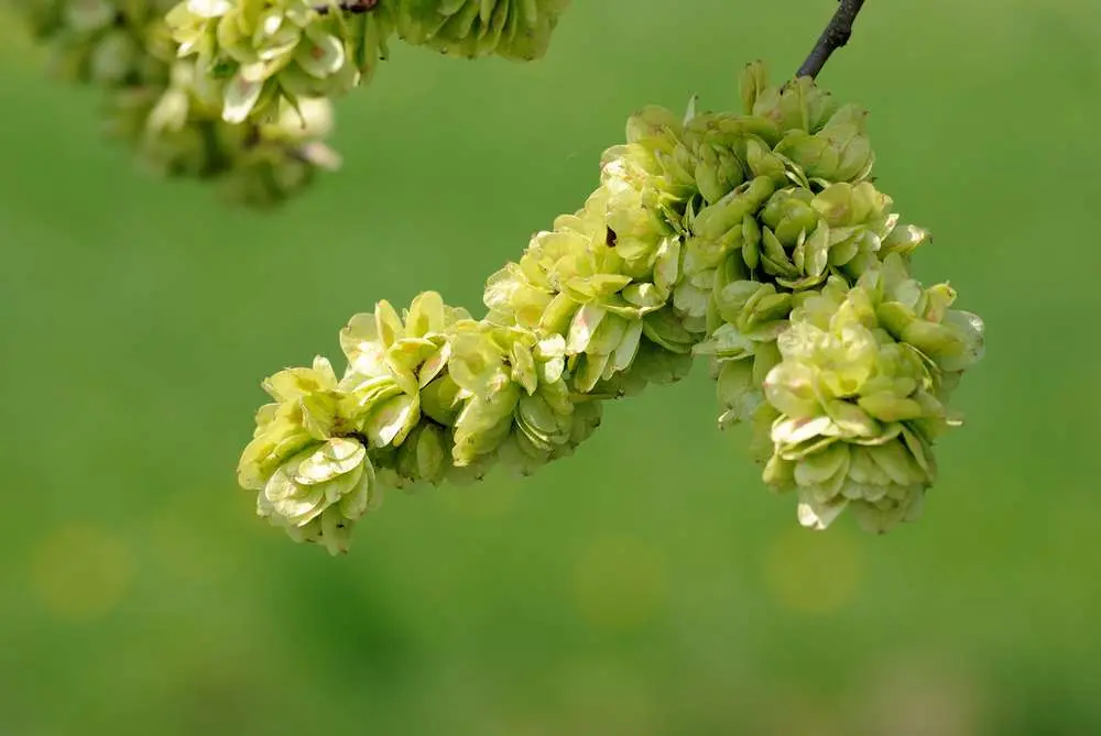 Elm Fiori di Bach: un rimedio naturale per il sollievo dallo stress e la pressione - A cosa serve Elm elm fiori di bach - A cosa serve Elm