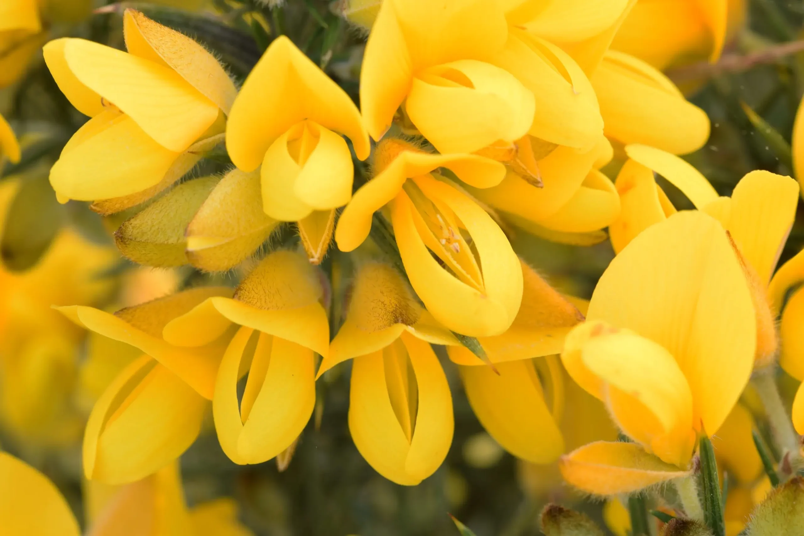 A cosa serve Gorse Fiori di Bach: la guida completa - A cosa serve Gorse gorse fiori di bach - A cosa serve Gorse