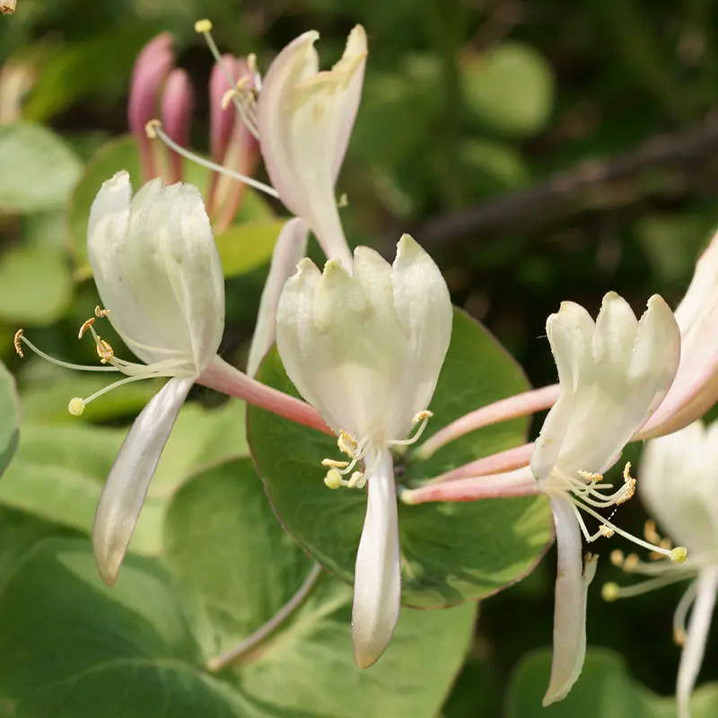 Honeysuckle Fiori di Bach: Il rimedio naturale per vivere nel presente - A cosa serve Honeysuckle honeysuckle fiori di bach - A cosa serve Honeysuckle