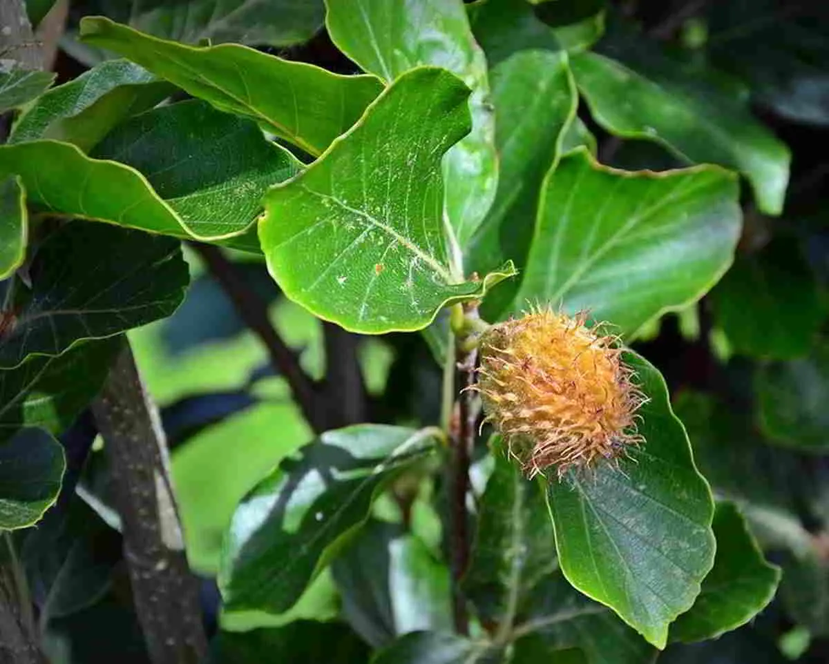 A cosa serve il Fiore di Bach Beech - A cosa serve il Fiore di Bach Beech beech fiore di bach - A cosa serve il Fiore di Bach Beech