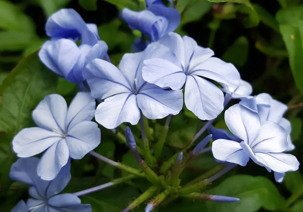 cerato fiore di bach - A cosa serve il Fiore di Bach Cerato