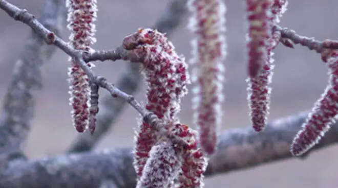 Aspen Fiore: Un'opzione naturale per il benessere - A cosa serve il Fiore di Bach Crab Apple aspen fiore - A cosa serve il Fiore di Bach Crab Apple