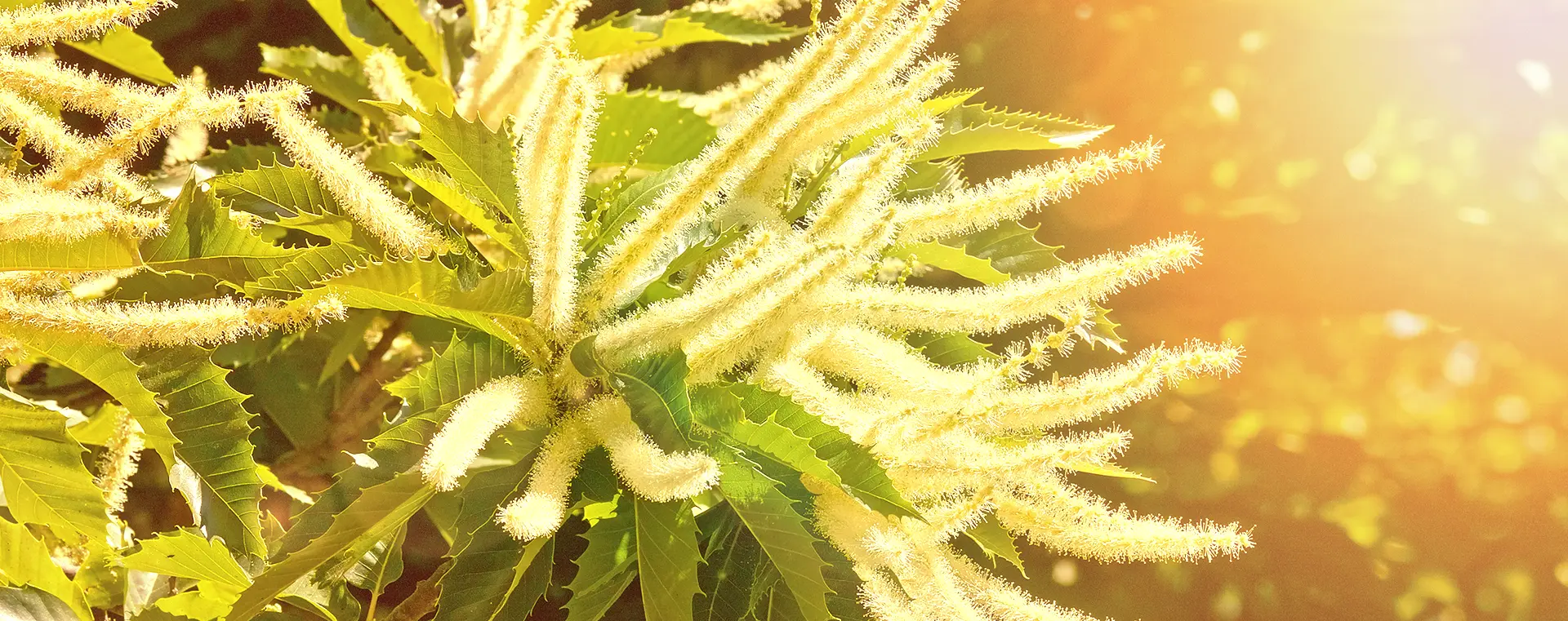 sweet chestnut fiore di bach - A cosa serve il Fiore di Bach Sweet Chestnut
