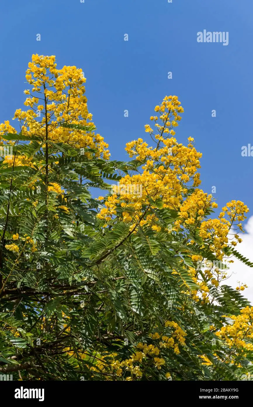 Albero con fiore giallo: il maggiociondolo - A cosa serve il maggiociondolo albero con fiore giallo - A cosa serve il maggiociondolo
