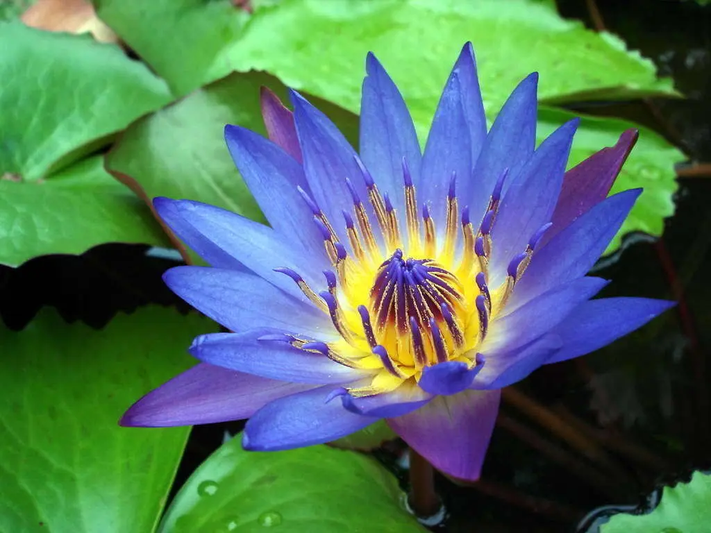 Fiori di Loto Blu: Significato e Utilizzo - A cosa serve il Nelumbo fiori di loto blu - A cosa serve il Nelumbo
