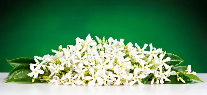Neroli Fiore: Un tesoro naturale dal profumo inebriante - A cosa serve il neroli neroli fiore - A cosa serve il neroli