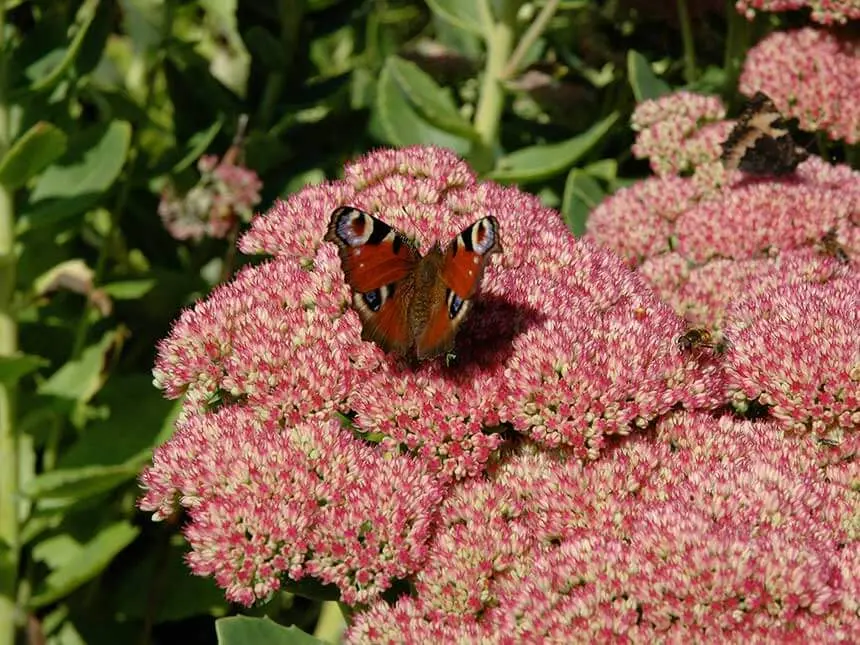 Fiore Sedum: Proprietà e utilizzi nella medicina popolare - A cosa serve il Sedum fiore sedum - A cosa serve il Sedum
