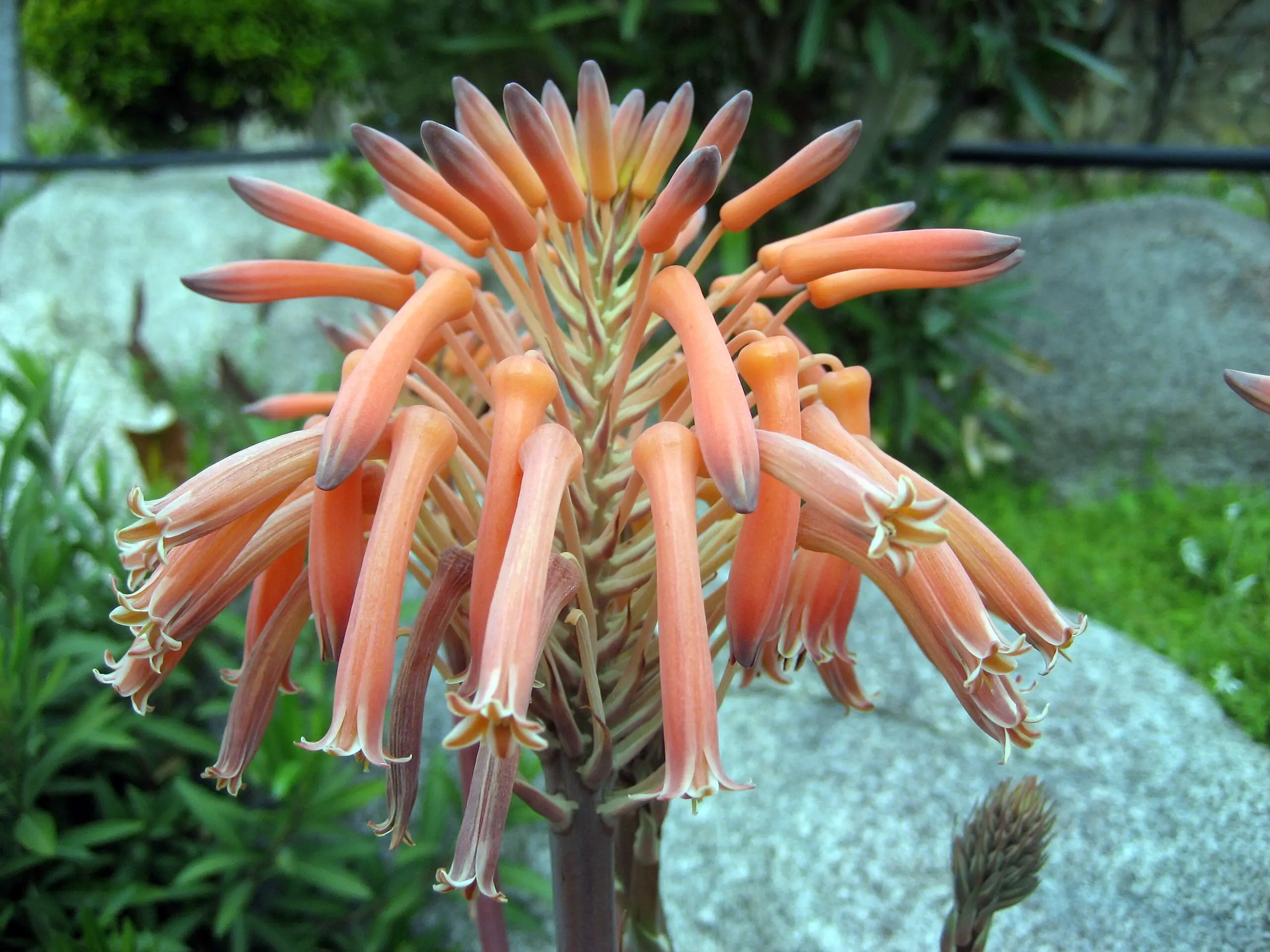 aloe saponaria fiore - A cosa serve l'aloe saponaria