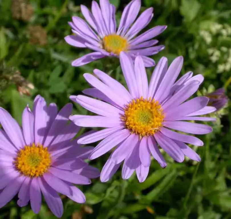 Aster Fiore Significato: Tutto ciò che devi sapere - A cosa serve l Aster aster fiore significato - A cosa serve l Aster