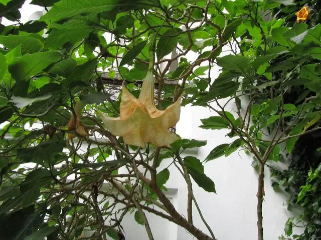 Fiori del Diavolo: L'erba delle meraviglie - A cosa serve l'erba del diavolo fiori del diavolo - A cosa serve l'erba del diavolo