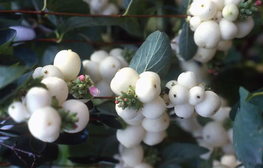 Fiori lacrime della Madonna: la bellezza che emana dalle lacrime divine - A cosa serve l'erba della Madonna fiori lacrime della madonna - A cosa serve l'erba della Madonna