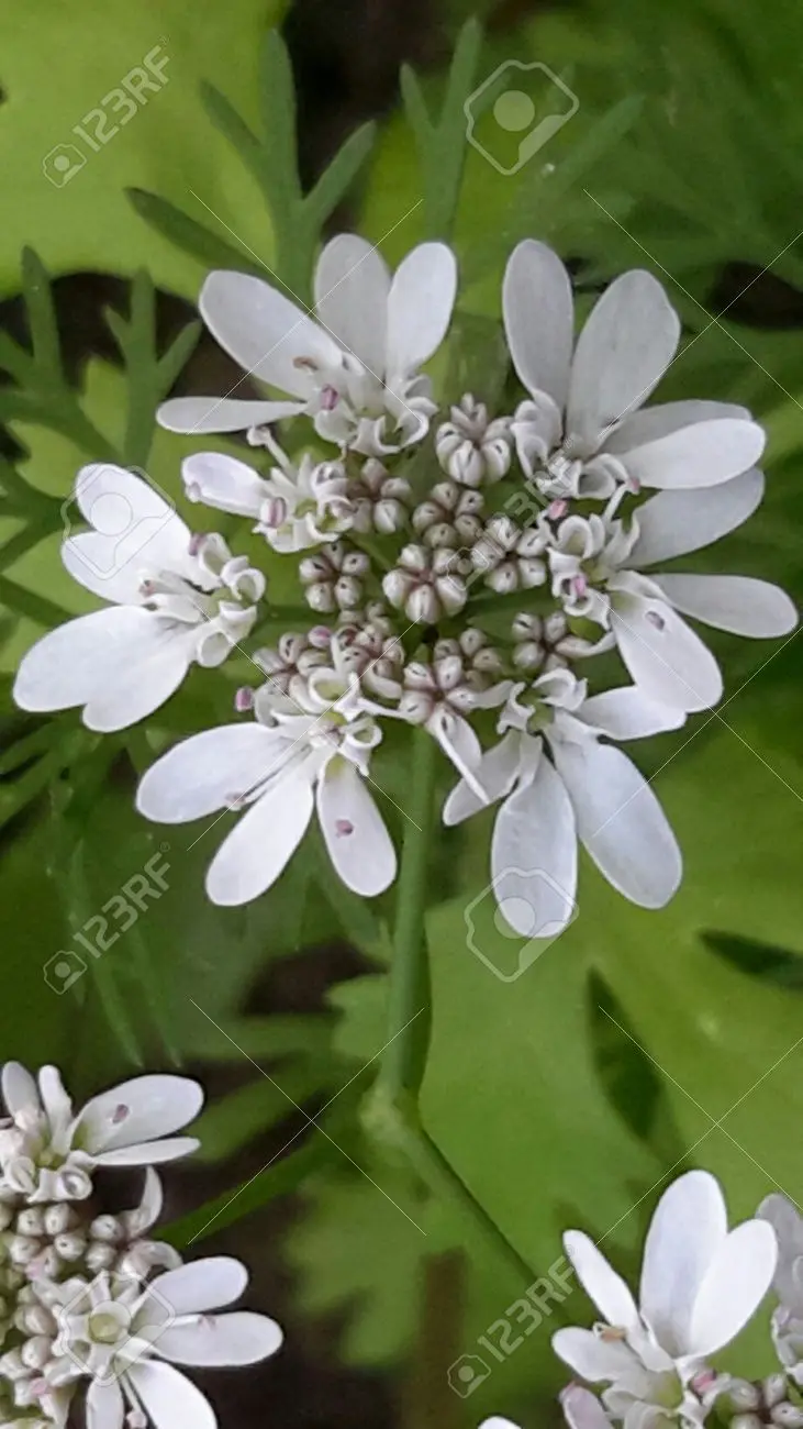 coriandolo fiore - A cosa serve l'estratto di coriandolo