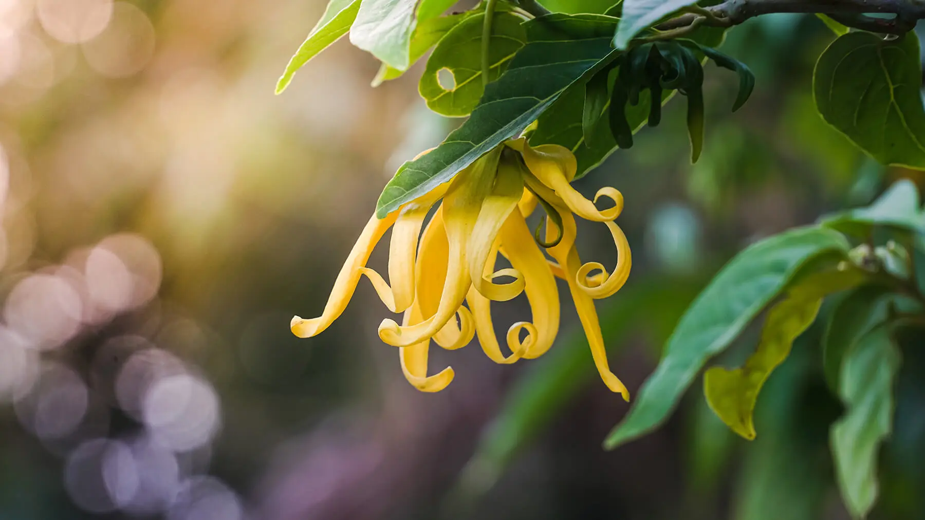 ylang ylang fiore - A cosa serve l'olio di ylang ylang